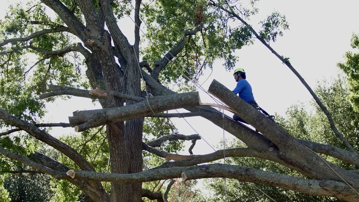 Professional Hazardous Tree Removal performed by certified arborists in Pine Grove